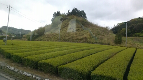 IMG_20140422_085605.jpg image