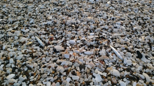 IMG_20140601_050237.jpg image