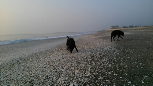 IMG_20140601_050550.jpg image