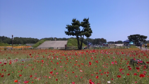 IMG_20140601_103415.jpg image