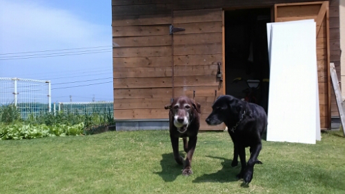 IMG_20140604_123413.jpg image