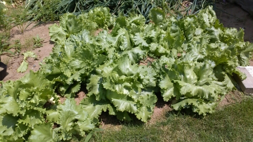 IMG_20140604_123431.jpg image