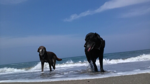 IMG_20140604_132642.jpg image