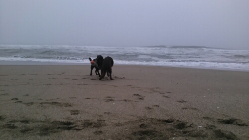 IMG_20140611_050430.jpg image