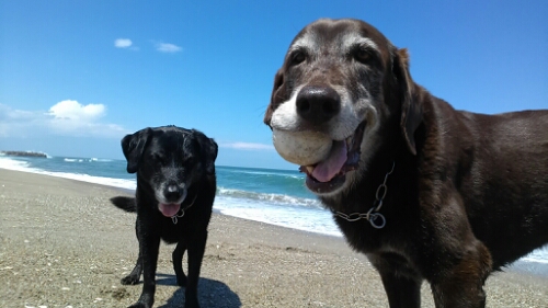 IMG_20140614_130712.jpg image