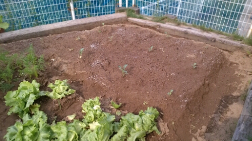 IMG_20140621_152741.jpg image