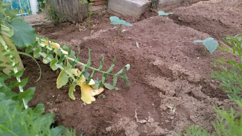 IMG_20140621_152807.jpg image