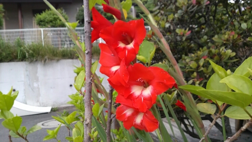 IMG_20140625_102134.jpg image