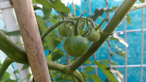 IMG_20140706_052514.jpg image