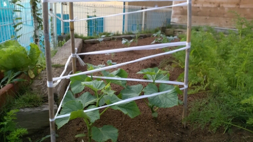 IMG_20140706_052525.jpg image