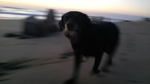 IMG_20141018_053220.jpg image