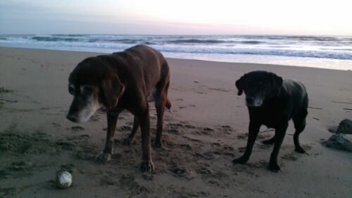 IMG_20141018_053308.jpg image