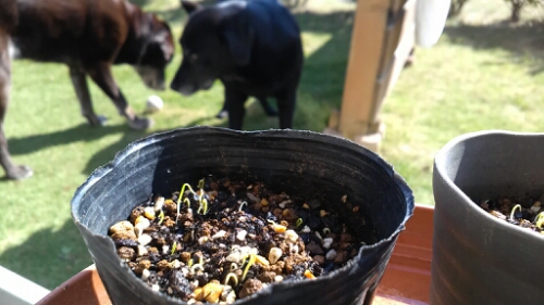 IMG_20141018_123832.jpg image