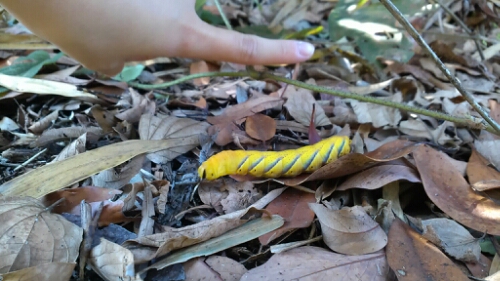 IMG_20141018_131434.jpg image