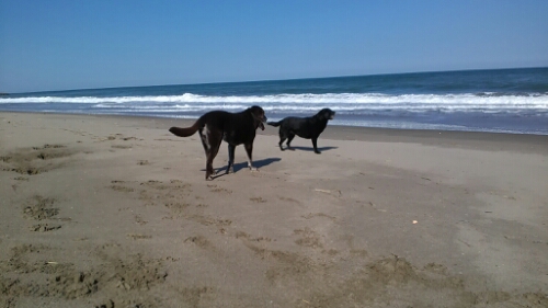 IMG_20141018_132130.jpg image