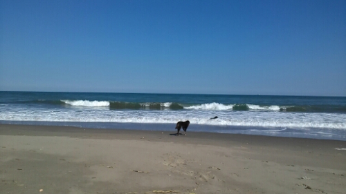 IMG_20141018_132153.jpg image