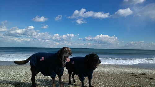 IMG_20141217_120737.jpg image