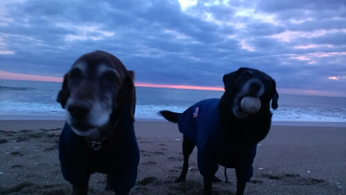 IMG_20150104_065106.jpg image