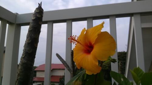 IMG_20150517_050610.jpg image