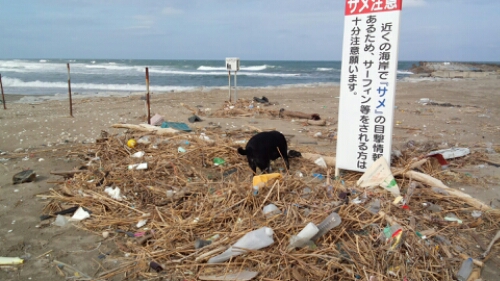 IMG_20151018_054919.jpg image